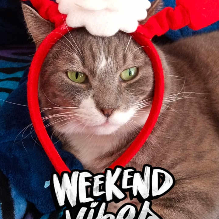 Whisker Biscuit