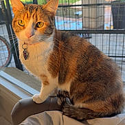 Chela joined the competition — help win amazing prizes! cat, tabby, pet, indoor, yellow_eyes, feline, curious, collar, tag, sitting, chair, white_cloth, window, fence, backyard, daylight, fur, whiskers, tail, domestic_animal