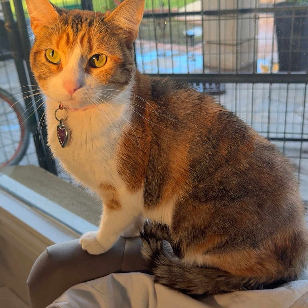 Chela joined the competition — help win amazing prizes! backyard, cat, chair, collar, curious, daylight, domestic_animal, feline, fence, fur, indoor, pet, sitting, tabby, tag, tail, whiskers, white_cloth, window, yellow_eyes