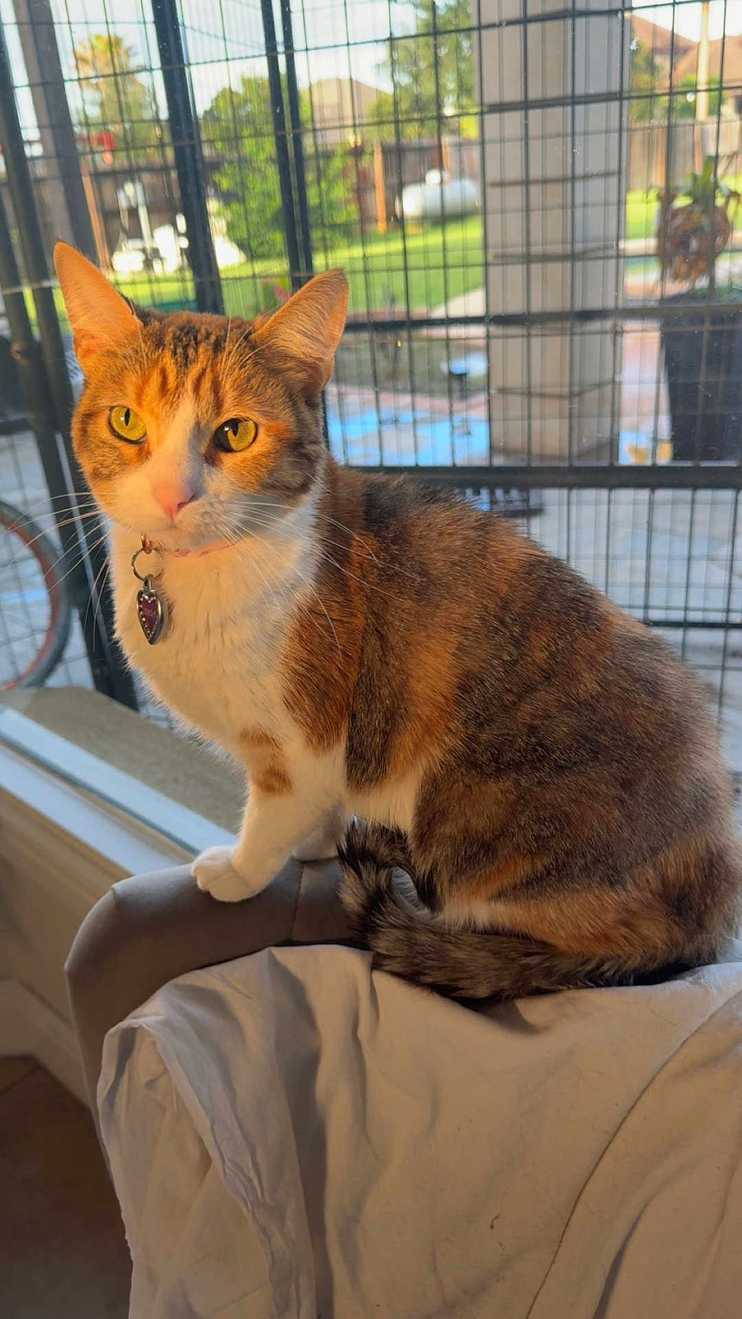 Chela joined the competition — help win amazing prizes! cat, tabby, pet, indoor, yellow_eyes, feline, curious, collar, tag, sitting, chair, white_cloth, window, fence, backyard, daylight, fur, whiskers, tail, domestic_animal