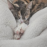 Ace a rejoint le concours — aidez-le/la à gagner de superbes lots ! cat, tabby, sleeping, paws, blanket, cozy, fur, pet, animal, resting, cute, indoor, soft, texture, relaxed, comfort, closeup, whiskers, pink_paw_pads, nap