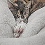 cat, tabby, sleeping, paws, blanket, cozy, fur, pet, animal, resting, cute, indoor, soft, texture, relaxed, comfort, closeup, whiskers, pink_paw_pads, nap