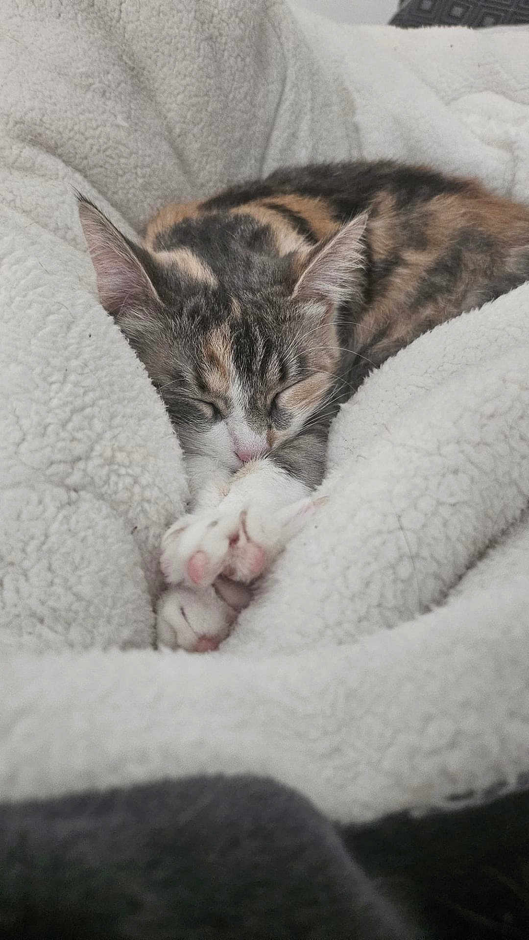 Ace a rejoint le concours — aidez-le/la à gagner de superbes lots ! cat, tabby, sleeping, paws, blanket, cozy, fur, pet, animal, resting, cute, indoor, soft, texture, relaxed, comfort, closeup, whiskers, pink_paw_pads, nap