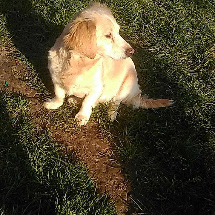 Princesse participe au concours pour gagner de l'argent avec cette photo : animal, canine, dog, field, goldenretriever, grass, grassland, green, herbal, hound, lawn, nature, outdoors, path, pet, plant, puppy, soil, vegetation, yard