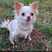 Lily joined the competition — help win amazing prizes! dog, chihuahua, small_dog, white_dog, tan_spots, grass, outdoor, pet, animal, ears, collar, cute, fur, sitting, leaf, nature, canine, portrait, watchful, daylight