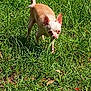 Tink Tink joined the competition — help win amazing prizes! dog, chihuahua, small_dog, grass, outdoor, pet, animal, canine, nature, greenery, alert, ears, standing, sunlight, daylight, field, cute, brown, white, fur