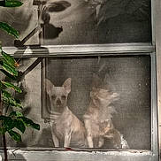 Tink Tink is registered to the contest to win money with this photo: dog, window, screen, shadow, leaf, plant, pet, animal, indoor, small_dog, chihuahua, two_dogs, sitting, quiet, light, shadow_play, house, screen_window, daylight, curious
