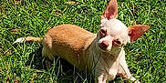 Tink Tink is registered to the contest to win money with this photo: dog, chihuahua, small_dog, grass, outdoor, sunlight, pet, animal, cute, laying, greenery, nature, canine, fur, ears, head_tilt, daylight, relaxing, ground, mammal