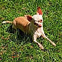 Tink Tink is registered to the contest to win money with this photo: dog, chihuahua, grass, outdoor, pet, small_dog, sunlight, animal, canine, cute, lying_down, ears, nature, greenery, daylight, mammal, relaxing, fur, snout, paw