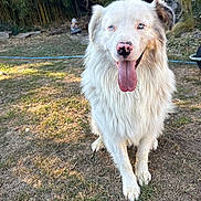 Ace a rejoint le concours — aidez-le/la à gagner de superbes lots ! dog, white_dog, blue_eyes, panting, outdoor, grass, garden, sunlight, pet, animal, fur, happy, tongue_out, nature, canine, backyard, plant, summer, mammal, friendly