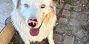 Ace a rejoint le concours — aidez-le/la à gagner de superbes lots ! dog, white_dog, blue_eyes, tongue_out, pink_nose, outdoor, cobblestone, steps, planter, fluffy_fur, pet, canine, animal, close_up, looking_up, friendly, sunlight, nature, ground, happy