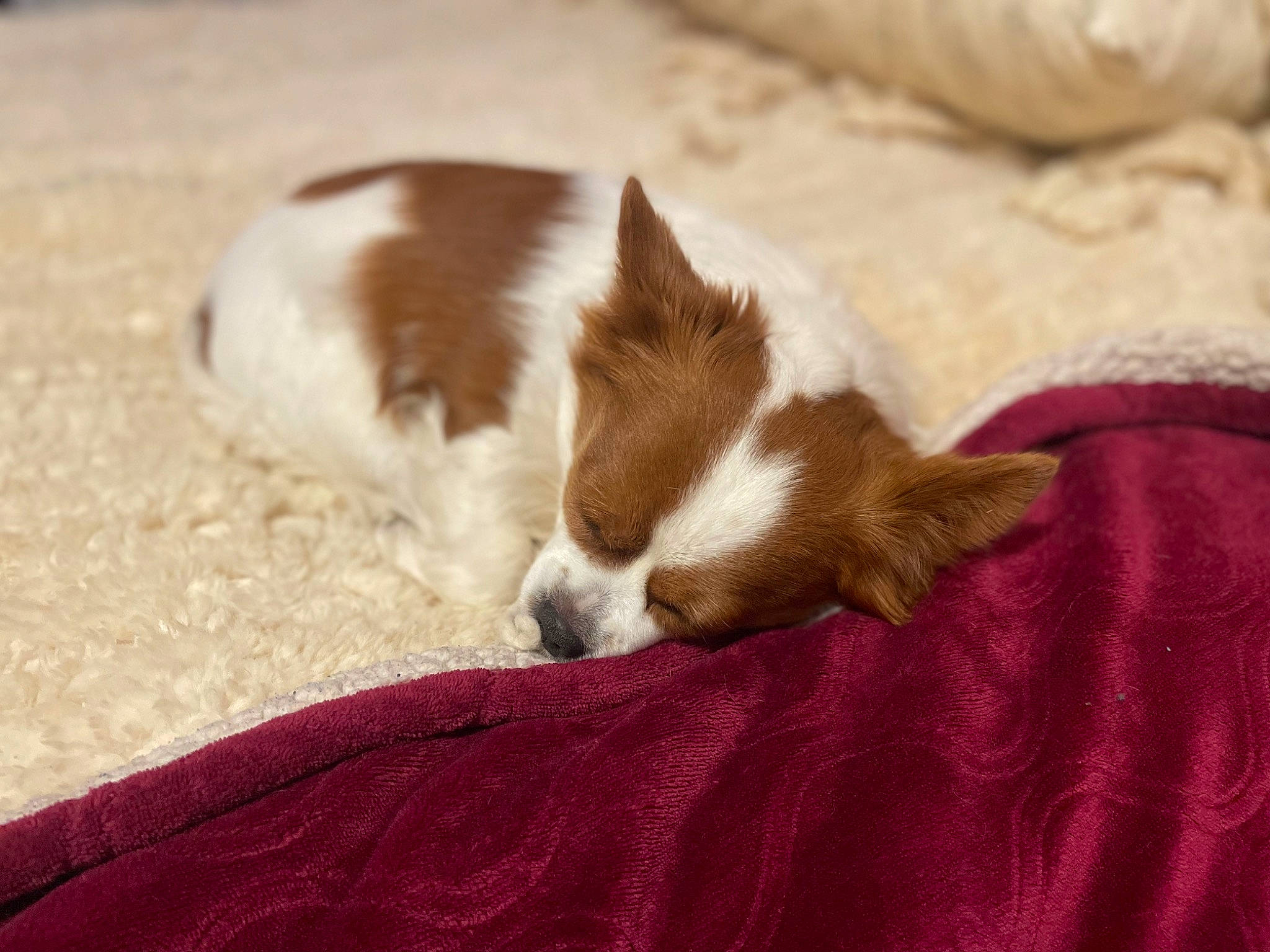 Bud is registered to the contest to win money with this photo: brown, carnivore, comfort, companion_dog, dog, dog_breed, fawn, fur, linens, liver, sporting_group, terrestrial_animal, whiskers, window, wood, working_animal