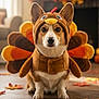 Walter joined the competition — help win amazing prizes! animal, autumn, brown, corgi, costume, cute, dog, ears, eyes, floor, holiday, indoor, leaves, pet, portrait, seasonal, small_dog, thanksgiving, turkey_costume, white