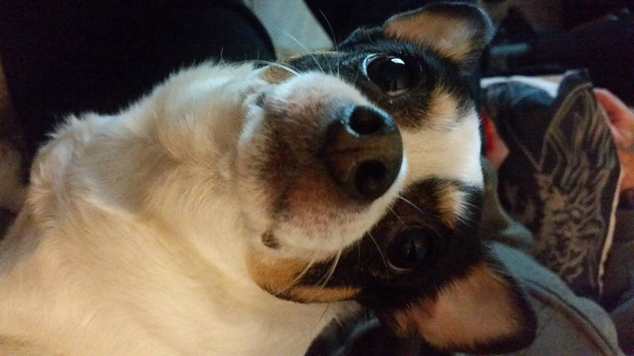 Mina a rejoint le concours — aidez-le/la à gagner de superbes lots ! canidae, cardigan_welsh_corgi, carnivore, comfort, companion_dog, dog, dog_breed, fawn, fur, paw, plant, sporting_group, terrestrial_animal, texas_heeler, toy_dog, whiskers, working_animal, working_dog