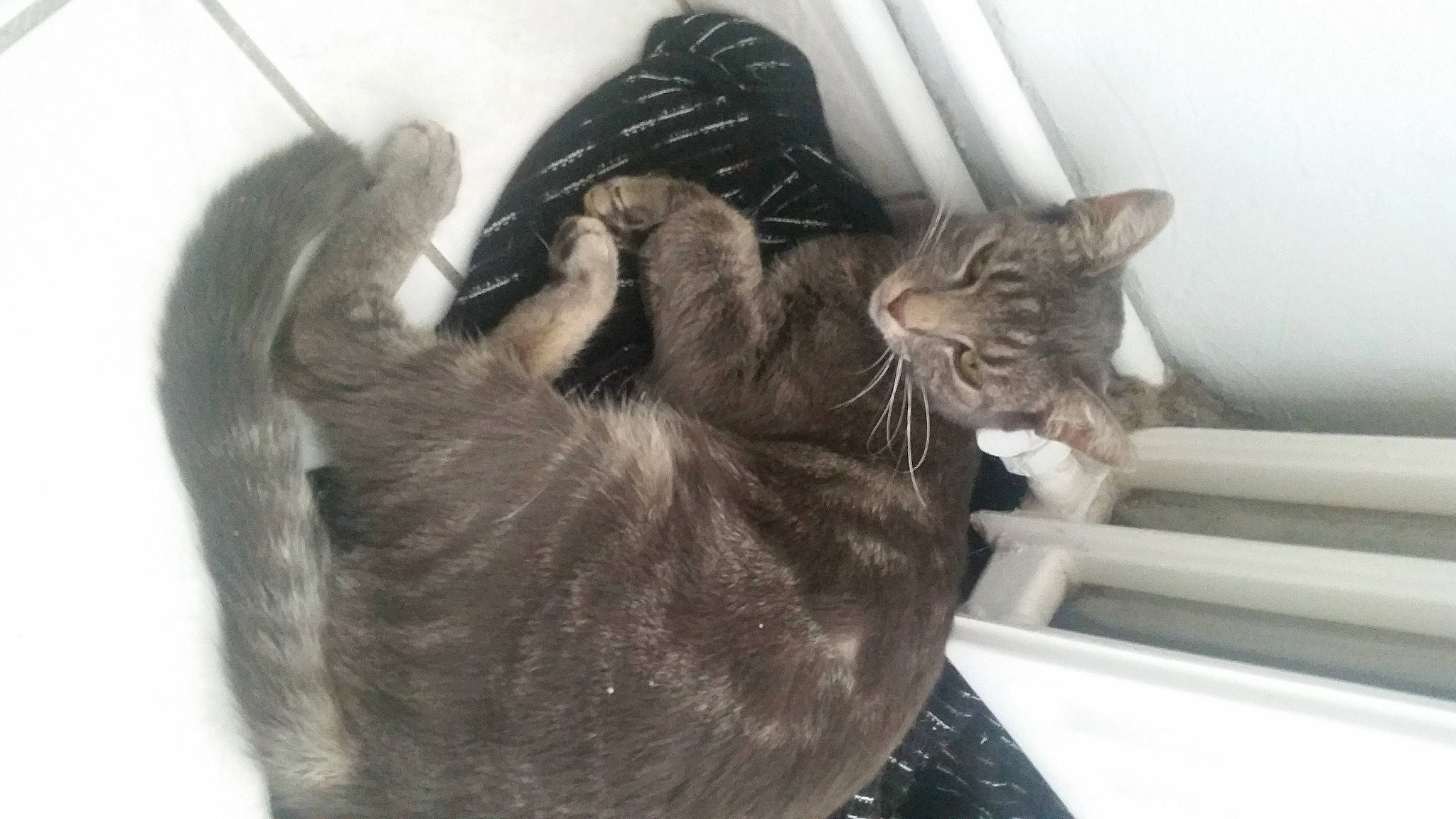 Noeilnoeil participe au concours pour gagner de l'argent avec cette photo : carnivore, cat, claw, comfort, domestic_short_haired_cat, ear, felidae, fur, gesture, grey, natural_material, paw, small_to_medium_sized_cats, tail, whiskers