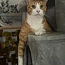 Toby joined the competition — help win amazing prizes! cat, orange_cat, white_cat, tabby, pet, animal, portrait, indoors, furniture, cushion, blanket, sitting, front_view, whiskers, ears, green_eyes, paw, draped_leg, home, funny_pose