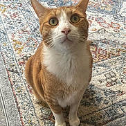 Toby joined the competition — help win amazing prizes! cat, orange_cat, white_cat, pet, animal, feline, sitting, looking_at_camera, wide_eyes, whiskers, ears, paws, fur, indoors, rug, patterned_rug, floor, portrait, closeup, home