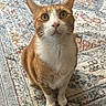 cat, orange_cat, white_cat, pet, animal, feline, sitting, looking_at_camera, wide_eyes, whiskers, ears, paws, fur, indoors, rug, patterned_rug, floor, portrait, closeup, home