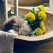 Rickey is registered to the contest to win money with this photo: cat, closeup, cozy, cute, decor, feline, fluffy, indoor, kitten, natural_light, peaceful, pet, plant, relaxing, resting, sleeping, soft_fur, still_life, wooden_bowl, yellow_flowers