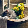 cat, closeup, cozy, cute, decor, feline, fluffy, indoor, kitten, natural_light, peaceful, pet, plant, relaxing, resting, sleeping, soft_fur, still_life, wooden_bowl, yellow_flowers