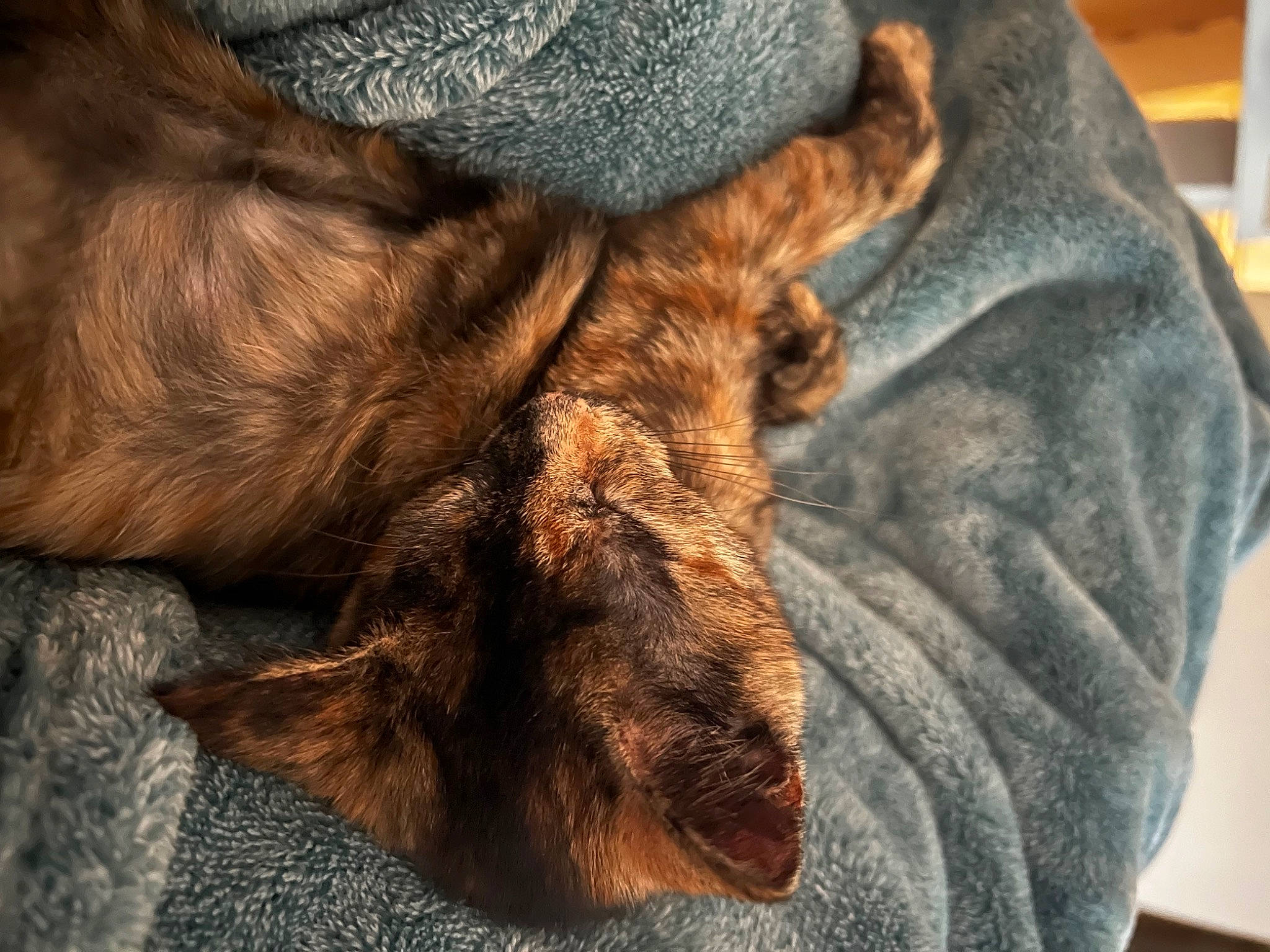 Dahlia joined the competition — help win amazing prizes! canidae, carnivore, comfort, companion_dog, dog, dog_breed, ear, fawn, felidae, foot, fur, gesture, human_leg, liver, paw, snout, sporting_group, whiskers, wood, wrinkle