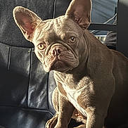 Maggie joined the competition — help win amazing prizes! dog, french_bulldog, pet, animal, sitting, portrait, wrinkles, large_ears, short_hair, brown_coat, serious_expression, front_facing, indoor, leather_chair, furniture, sunlight, close_up, canine, companion_animal, photography