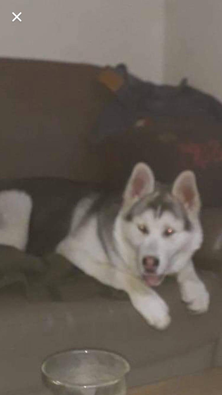 Démon participe au concours pour gagner de l'argent avec cette photo : alaskan_malamute, canadian_eskimo_dog, canidae, carnivore, dog, dog_breed, east_siberian_laika, greenland_dog, labrador_husky, mammal, miniature_siberian_husky, northern_inuit_dog, saarloos_wolfdog, sakhalin_husky, siberian_husky, sled_dog, tamaskan_dog, vertebrate, west_siberian_laika, wolfdog