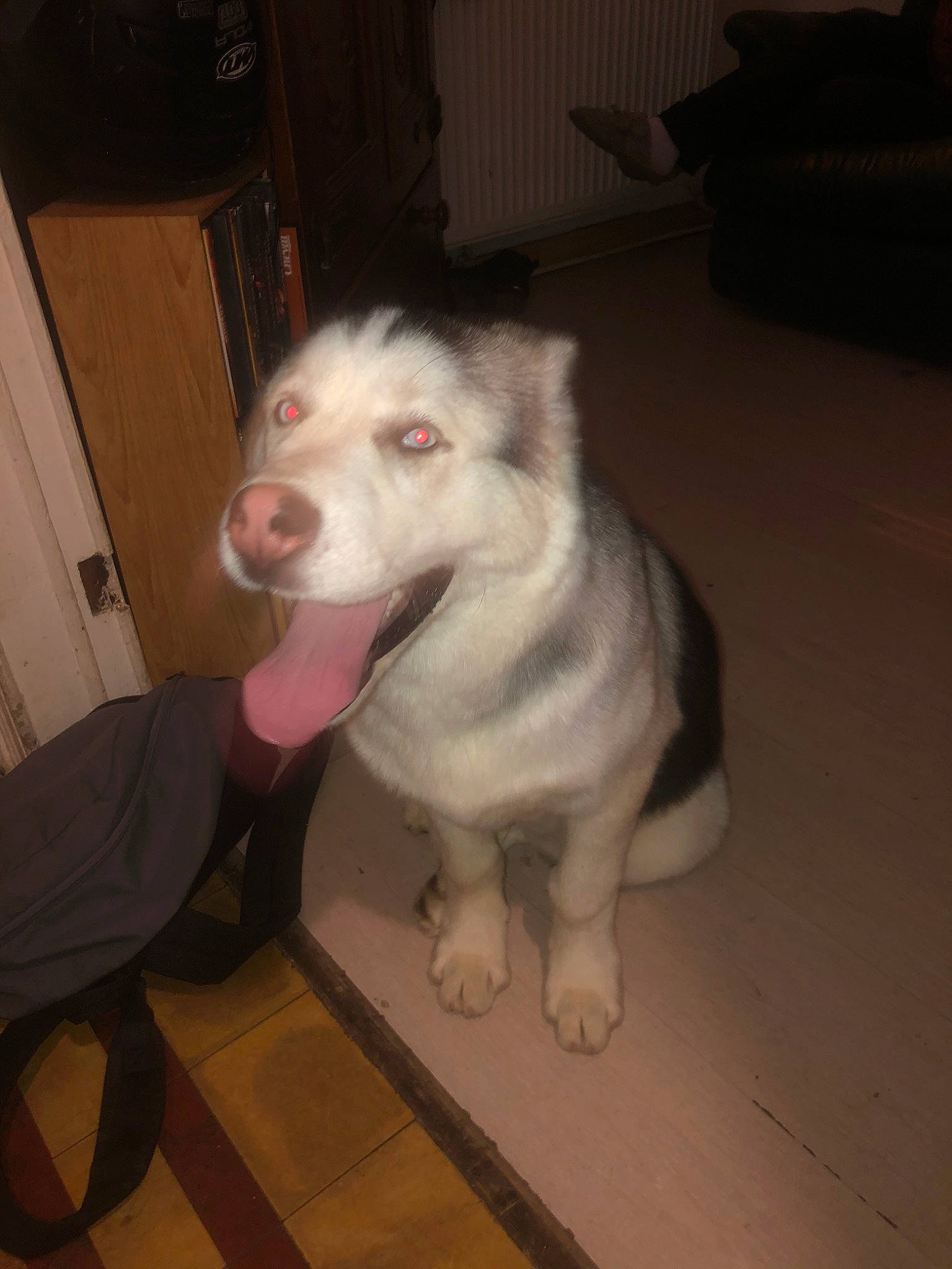 Démon participe au concours pour gagner de l'argent avec cette photo : alaskan_malamute, canidae, carnivore, central_asian_shepherd_dog, dog, dog_breed, labrador_husky, mammal, nose, rare_breed_dog, sakhalin_husky, siberian_husky, sled_dog, vertebrate, west_siberian_laika, wolfdog, working_dog