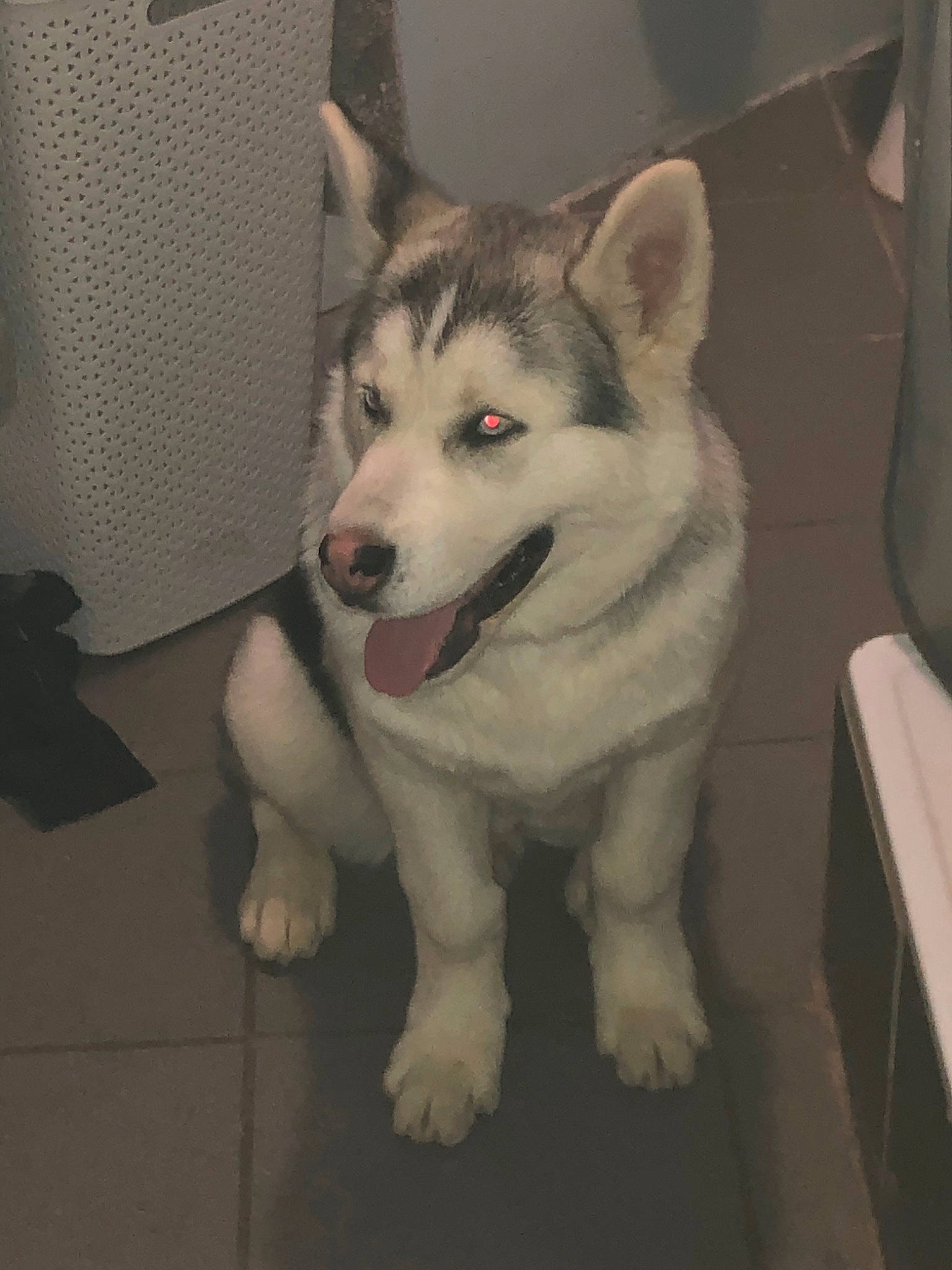 Démon a rejoint le concours — aidez-le/la à gagner de superbes lots ! alaskan_malamute, canadian_eskimo_dog, canidae, carnivore, dog, dog_breed, mammal, miniature_siberian_husky, native_american_indian_dog, northern_inuit_dog, nose, saarloos_wolfdog, sakhalin_husky, seppala_siberian_sleddog, siberian_husky, sled_dog, snout, tamaskan_dog, vertebrate, wolfdog