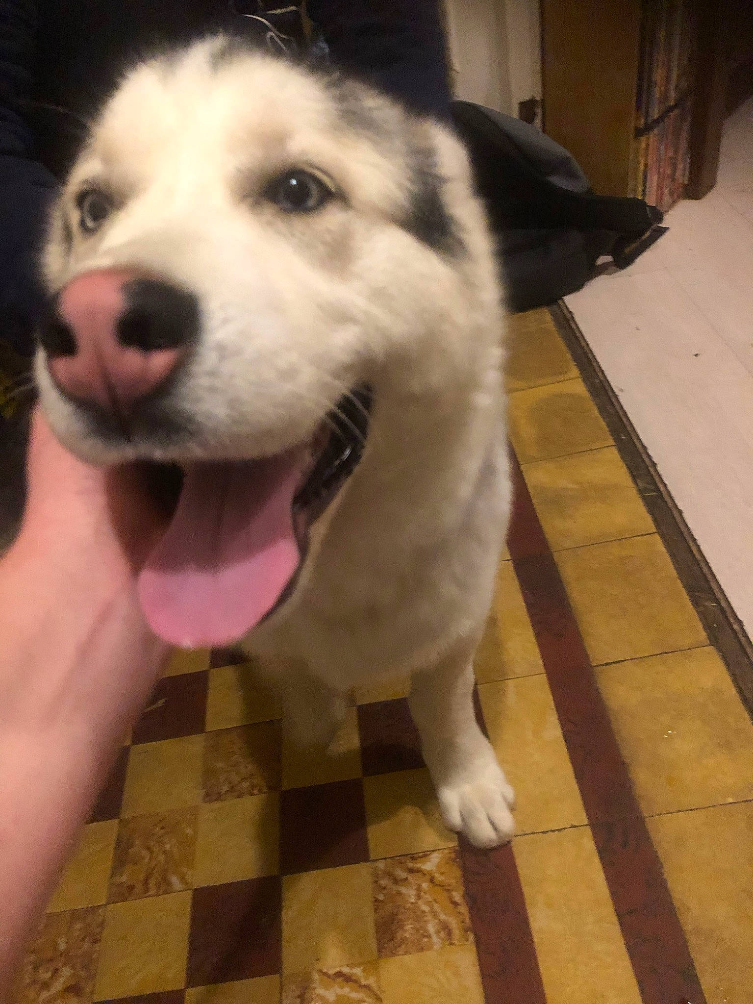 Démon participe au concours pour gagner de l'argent avec cette photo : alaskan_malamute, canidae, carnivore, dog, dog_breed, fawn, labrador_husky, mammal, nose, rare_breed_dog, siberian_husky, sled_dog, snout, sporting_group, vertebrate