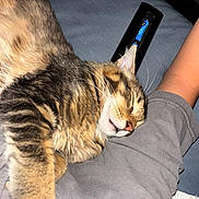 Bynxi joined the competition — help win amazing prizes! animal, arm, cat, closeup, comfort, cute, domestic, feline, fur, gray, indoor, nap, person, pet, relaxed, remote_control, resting, sleeping, tabby, whiskers