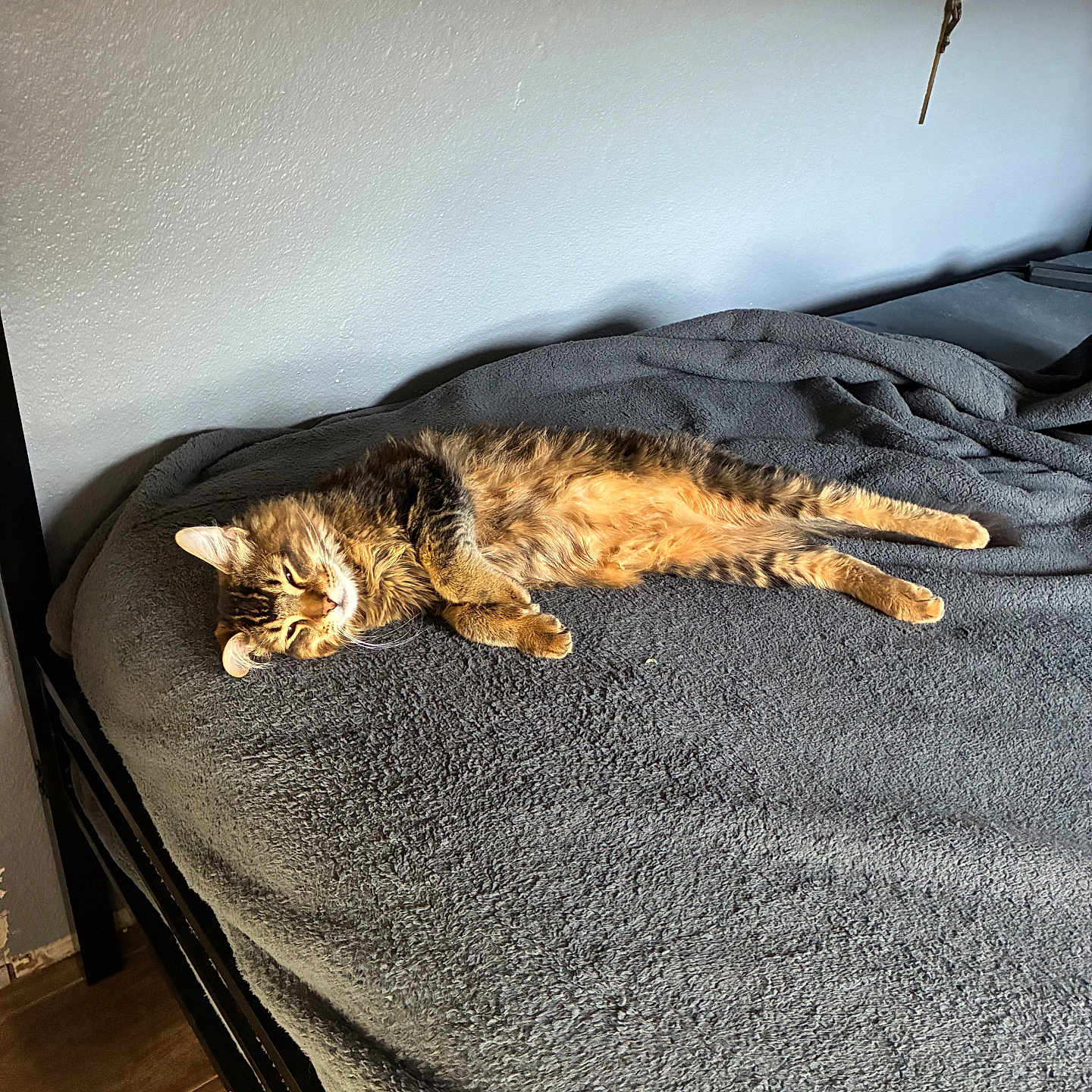Bynxi is registered to the contest to win money with this photo: animal, bed, blanket, cat, comfort, cozy, feline, floor, fur, gray, home, indoor, pet, relaxed, resting, sleeping, tabby, wall, whiskers, wooden_floor