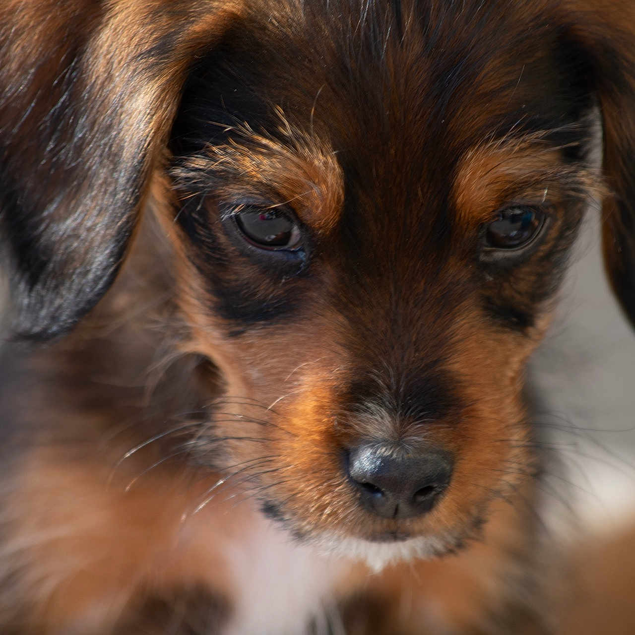 Rasta a rejoint le concours — aidez-le/la à gagner de superbes lots ! adorable, animal, black, brown, close_up, curious, cute, dog, ears, eyes, fur, muzzle, nose, outdoor, pet, portrait, puppy, soft, whiskers, young