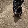 dog, puppy, german_shepherd_puppy, pet, food_bowl, bowl, indoor, concrete_floor, curious, sitting, ears_up, eyes, black_fur, tan_markings, paws, looking_up, shadow, close_up, young_animal, domestic_animal