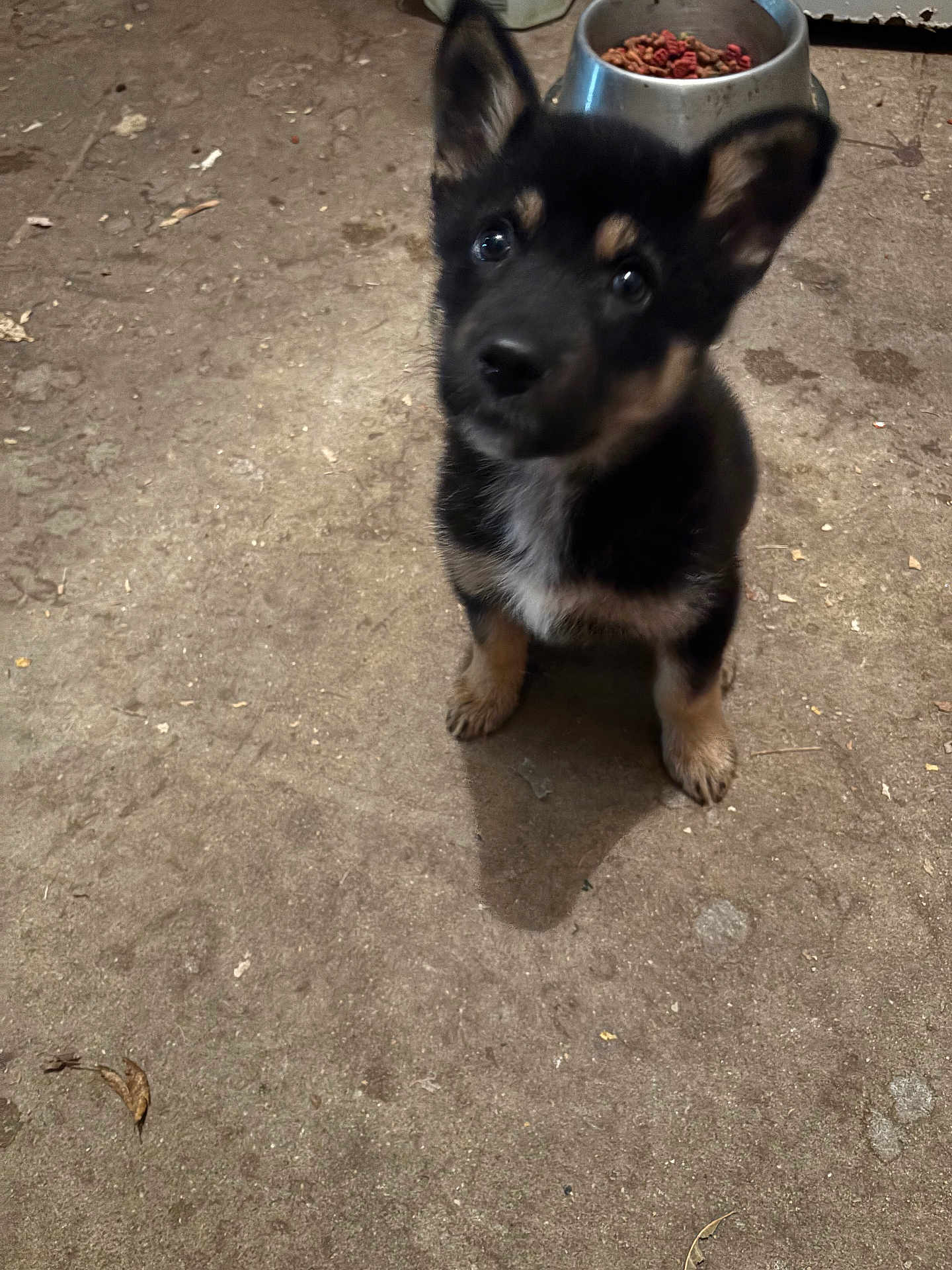 Stella joined the competition — help win amazing prizes! dog, puppy, german_shepherd_puppy, pet, food_bowl, bowl, indoor, concrete_floor, curious, sitting, ears_up, eyes, black_fur, tan_markings, paws, looking_up, shadow, close_up, young_animal, domestic_animal