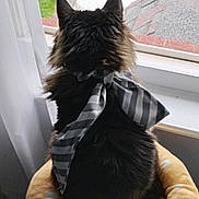 Lenny joined the competition — help win amazing prizes! animal, black, bow, cat, cozy, curtain, domestic, feline, fluffy, fur, home, indoor, looking_out, pet_bed, polka_dot, resting, soft, striped, window, yellow