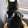 animal, black, bow, cat, cozy, curtain, domestic, feline, fluffy, fur, home, indoor, looking_out, pet_bed, polka_dot, resting, soft, striped, window, yellow