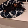 Lenny joined the competition — help win amazing prizes! animal, cat, cozy, cute, domestic, fluffy, fur, furry, home, indoor, mammal, patterned, pet_bed, quiet, relaxing, resting, sleeping, soft, window, windowsill
