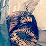 Lenny is registered to the contest to win money with this photo: cat, comfortable, couch, cozy, curled_up, domestic_animal, feline, fluffy_cat, fur, furniture, home, indoor, nap, pet, pillows, relaxation, resting, sleeping, soft_lighting, sparkles