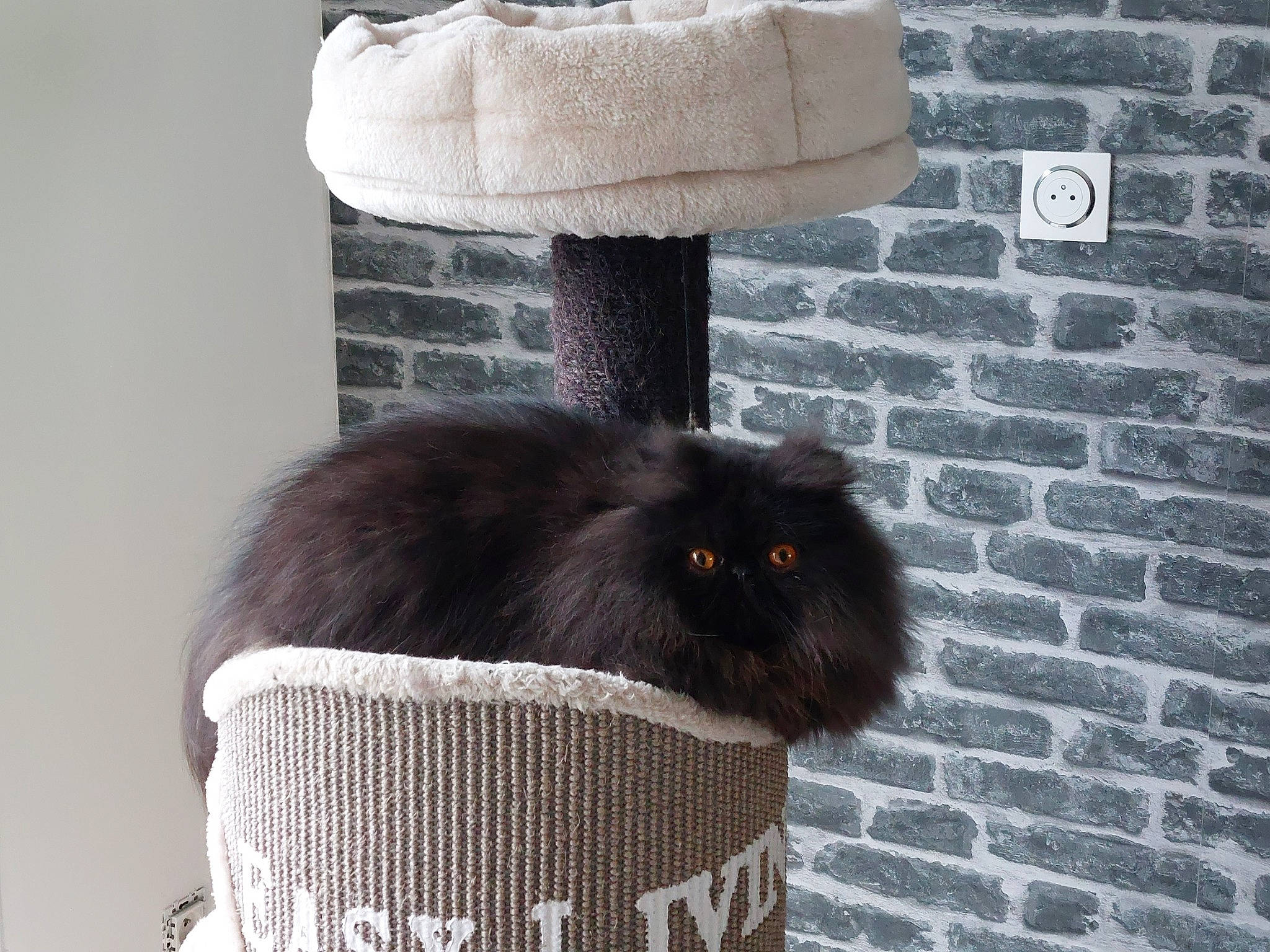 Smoothy a rejoint le concours — aidez-le/la à gagner de superbes lots ! black_cat, brick, brickwork, cage, carnivore, cat, cat_supply, claw, domestic_short_haired_cat, fashion_accessory, felidae, fur, grey, light, pet_supply, small_to_medium_sized_cats, snout, tail, whiskers, white
