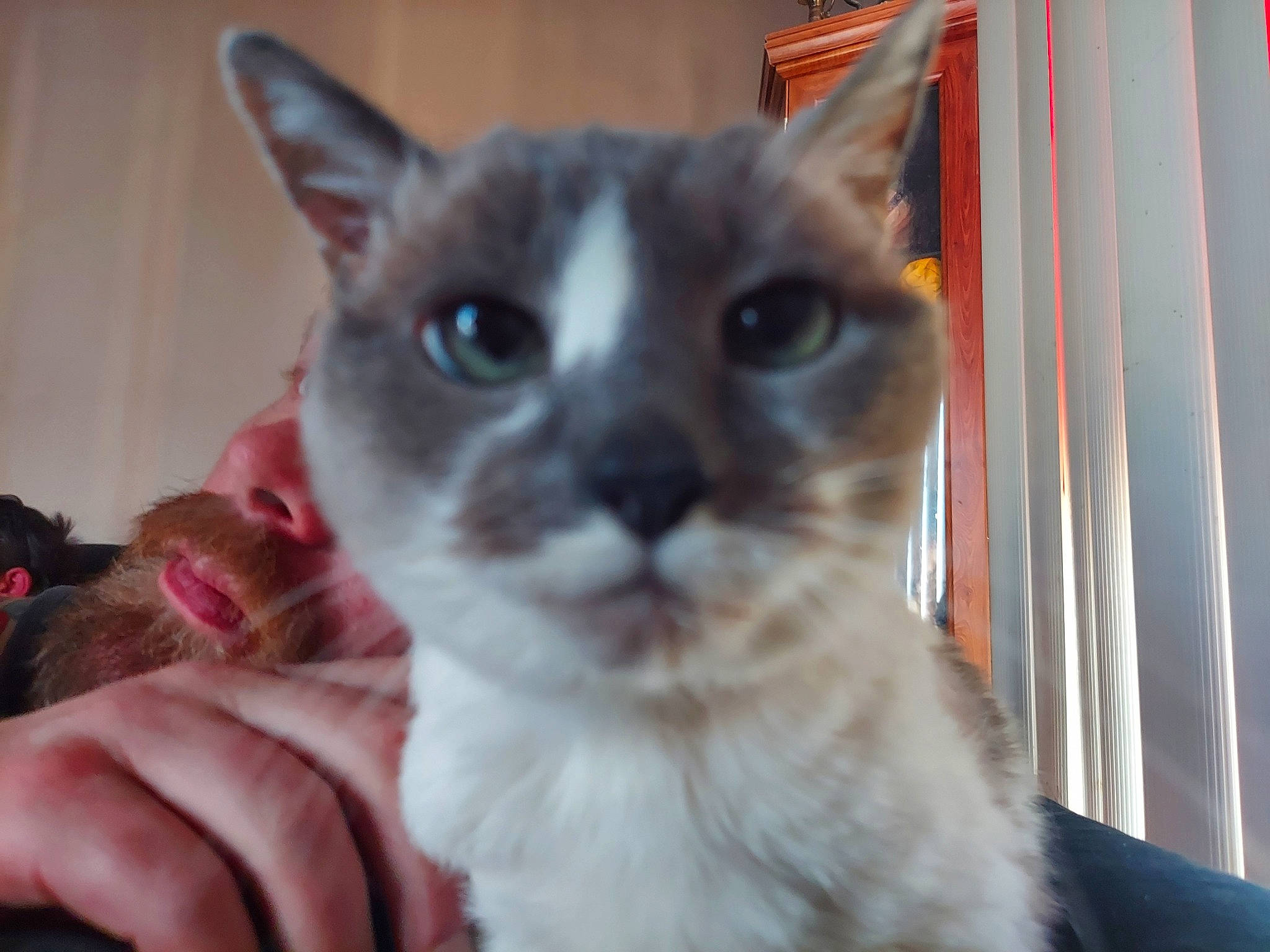 Sabrina is registered to the contest to win money with this photo: balinese, carnivore, cat, curtain, domestic_short_haired_cat, ear, eyelash, fawn, felidae, fur, nail, small_to_medium_sized_cats, thai, tonkinese, whiskers