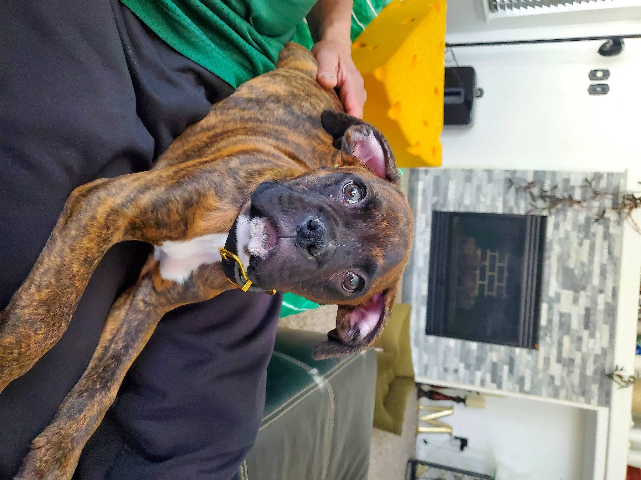 Maverick joined the competition — help win amazing prizes! adventure, canidae, carnivore, collar, companion_dog, dog, dog_breed, dog_collar, fawn, guard_dog, machine, non_sporting_group, rampur_greyhound, room, snout, sporting_group, working_animal, working_dog