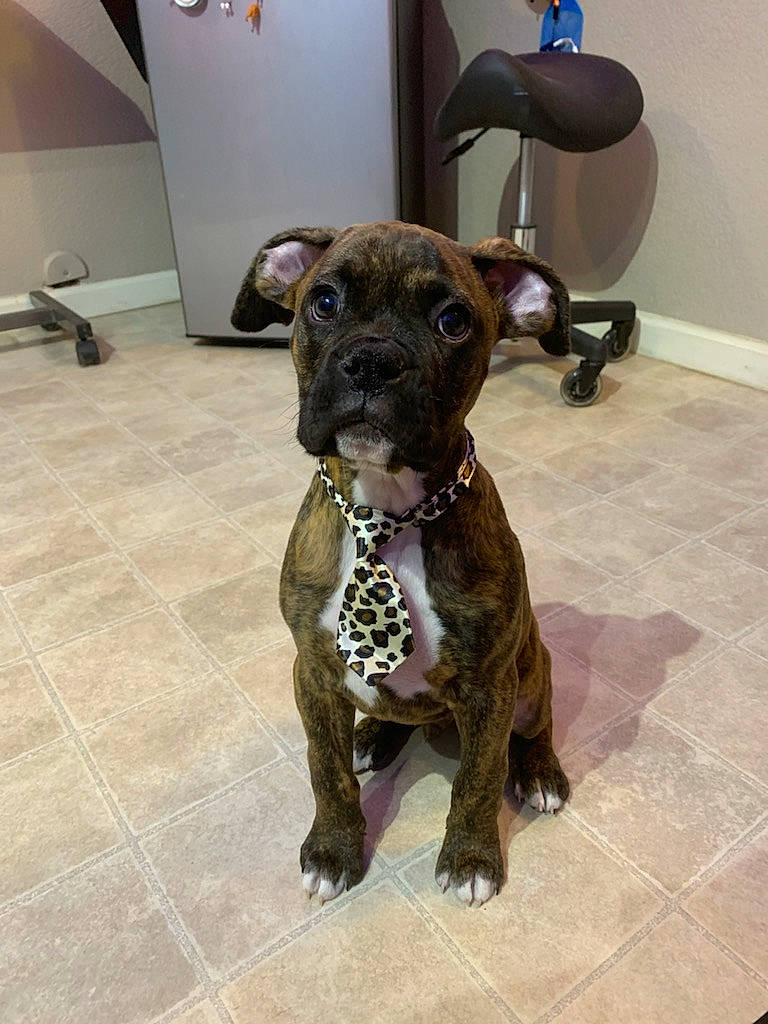 Maverick is registered to the contest to win money with this photo: canidae, carnivore, collar, companion_dog, dog, dog_breed, dog_collar, fawn, flooring, guard_dog, hound, liver, pet_supply, snout, sporting_group, terrestrial_animal, toy_dog, whiskers, working_animal, working_dog