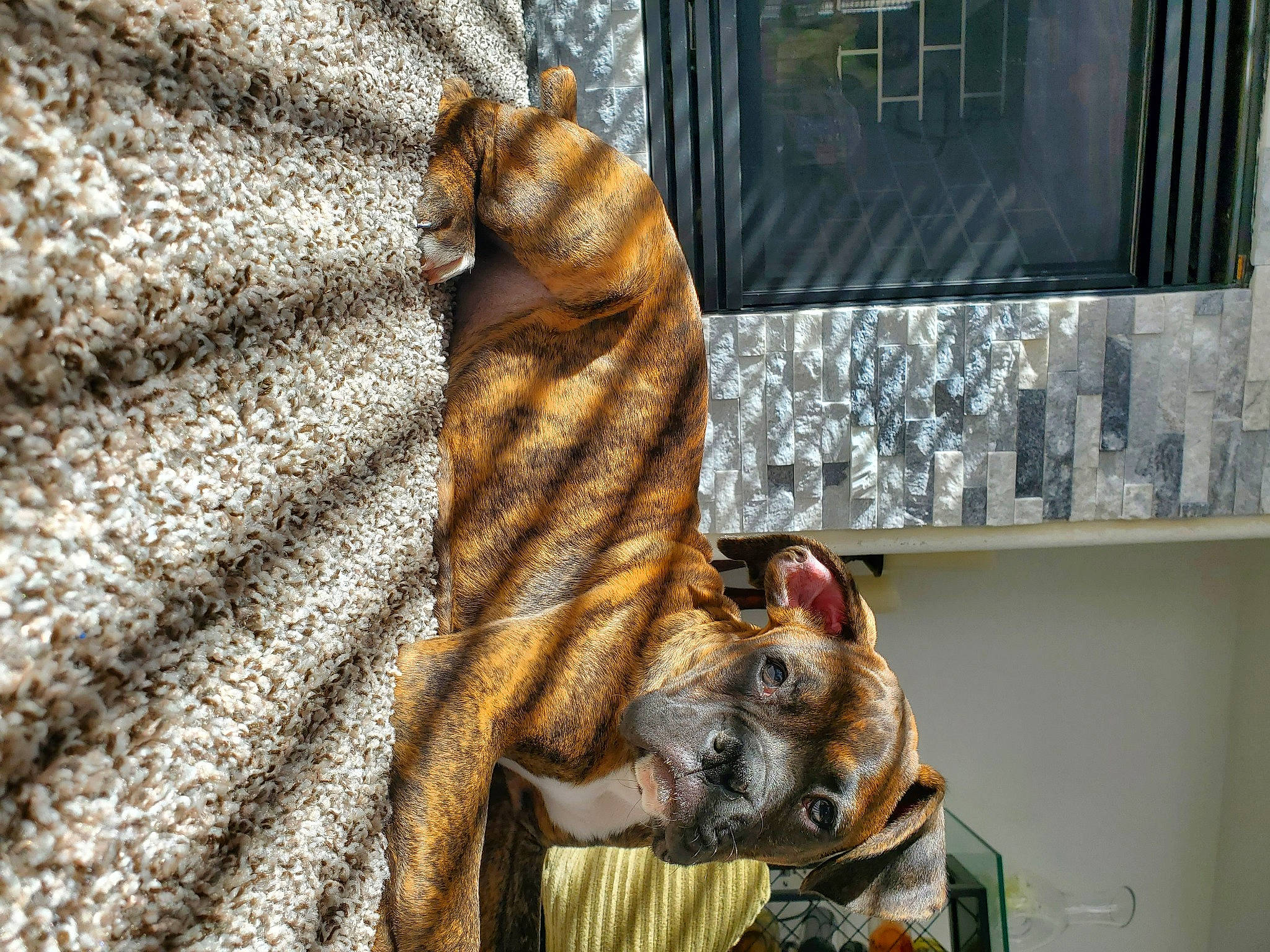 Maverick is registered to the contest to win money with this photo: canidae, carnivore, collar, companion_dog, dog, dog_breed, fawn, felidae, fur, hat, headgear, small_to_medium_sized_cats, snout, sporting_group, tail, whiskers, wildlife, window, wood, working_animal