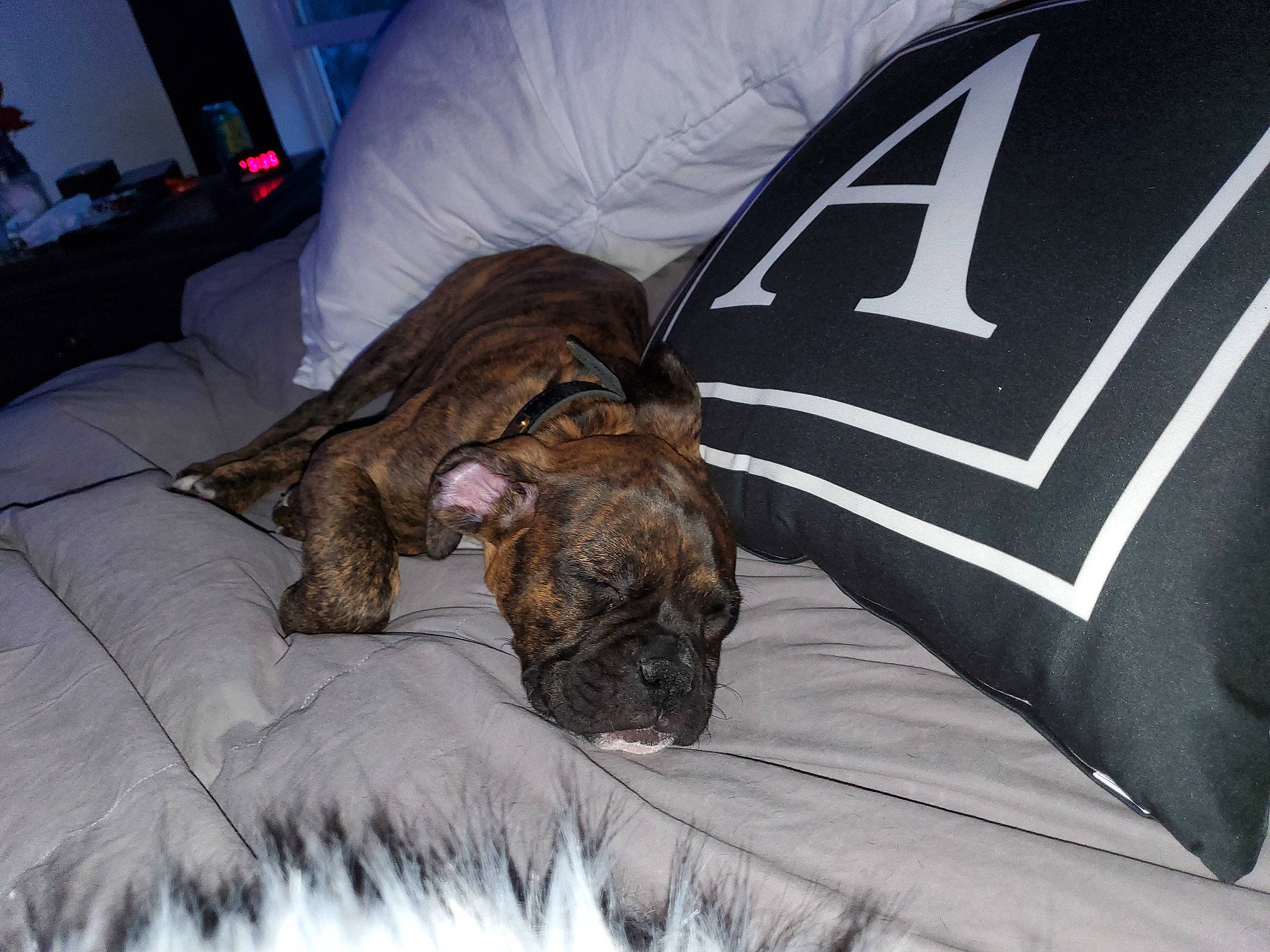 Maverick joined the competition — help win amazing prizes! bed, bedding, carnivore, comfort, companion_dog, dog, dog_breed, fawn, felidae, linens, liver, mammal, pug, sleeve, snout, sporting_group, television, terrestrial_animal, umbrella, vertebrate