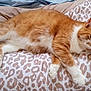 Tucker joined the competition — help win amazing prizes! animal, bed, cat, cozy, cute, ears, feline, fur, indoor, leopard_print, lying_down, mammal, orange_cat, paws, pet, quilt, relaxed, sleepy, whiskers, white_fur