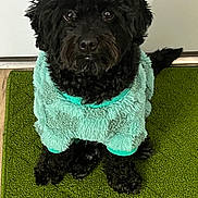 Onyx joined the competition — help win amazing prizes! adorable, animal, black_dog, canine, clothing, companion, cozy, curious, cute, dog, domestic_animal, fur, fur_texture, green_rug, indoor, looking_up, pet, sitting, small_dog, sweater