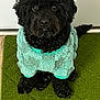 adorable, animal, black_dog, canine, clothing, companion, cozy, curious, cute, dog, domestic_animal, fur, fur_texture, green_rug, indoor, looking_up, pet, sitting, small_dog, sweater