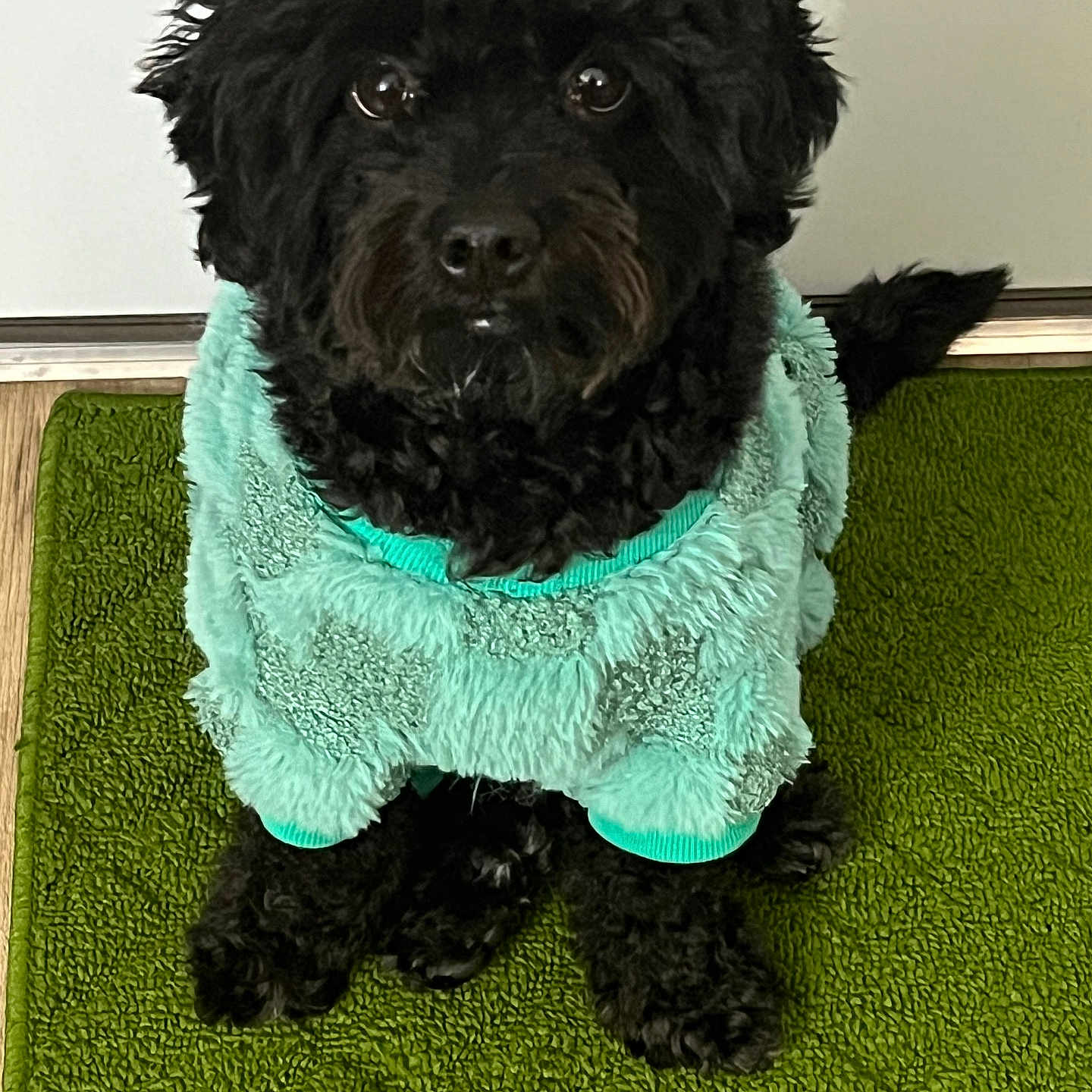 Onyx joined the competition — help win amazing prizes! adorable, animal, black_dog, canine, clothing, companion, cozy, curious, cute, dog, domestic_animal, fur, fur_texture, green_rug, indoor, looking_up, pet, sitting, small_dog, sweater