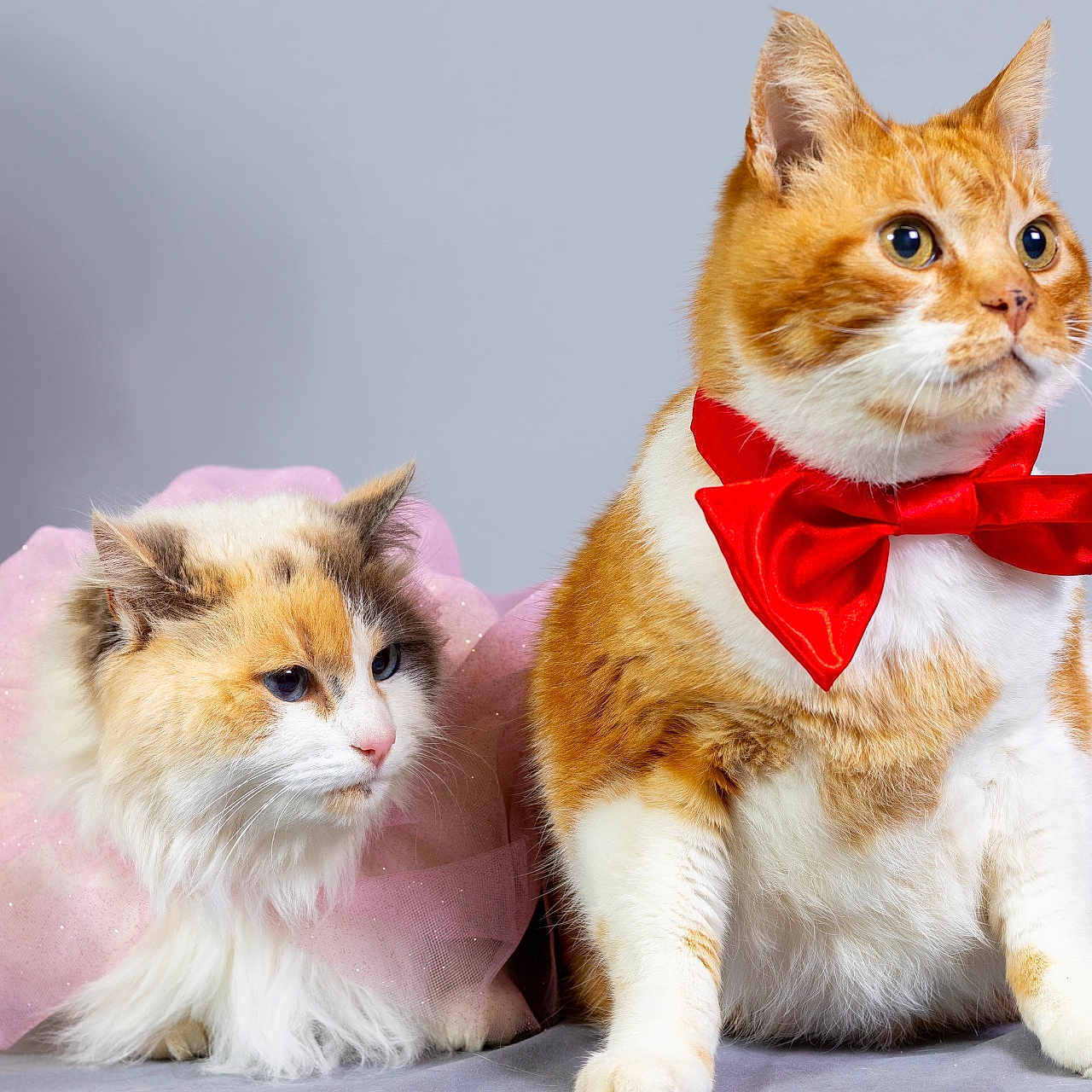 Looping Et Noumine participe au concours pour gagner de l'argent avec cette photo : adorable, animal, bow_tie, cat, costume, cute, decorative, feline, fluffy, gray_background, indoor, orange_cat, pet, portrait, sitting, soft_fur, studio, tutu, whiskers, white_cat